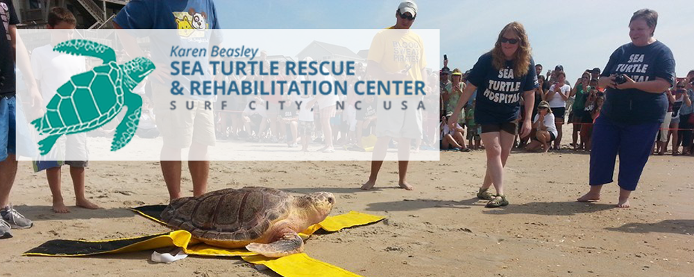 Paddle Candy Sea Turtle Paddle | Charity